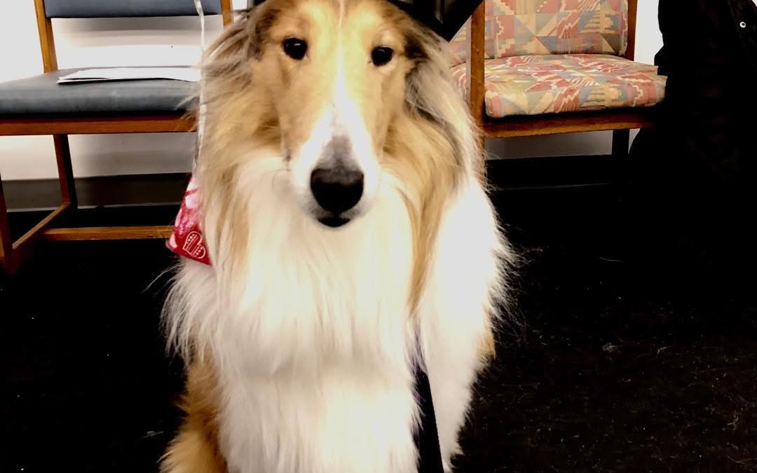 Arlington Heights Memorial Library Building its Pet Therapy Program